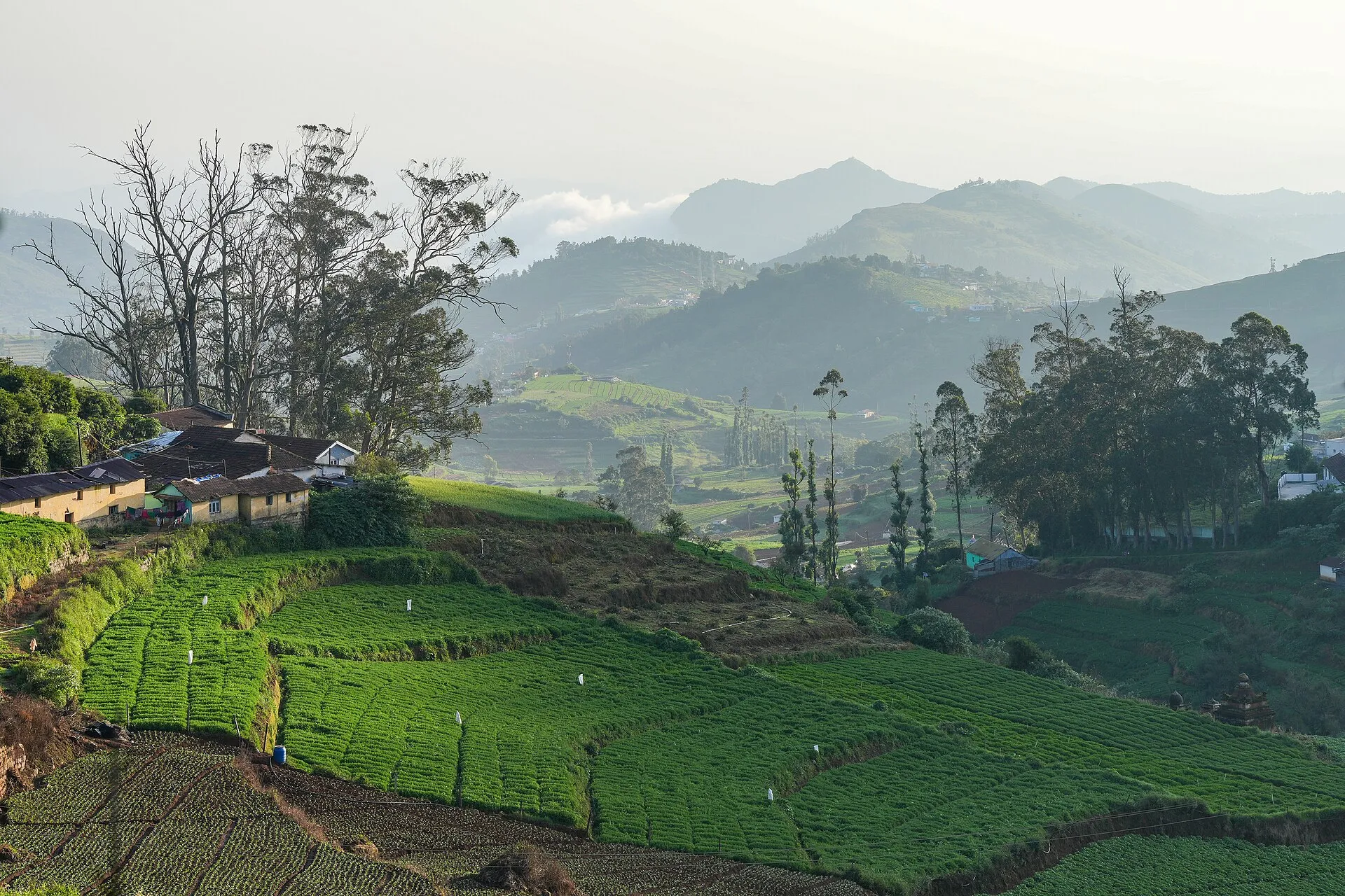 Avalanche / Upper Bhavani Safari — Avalanche · Upper Bhavani, the Nilgiris