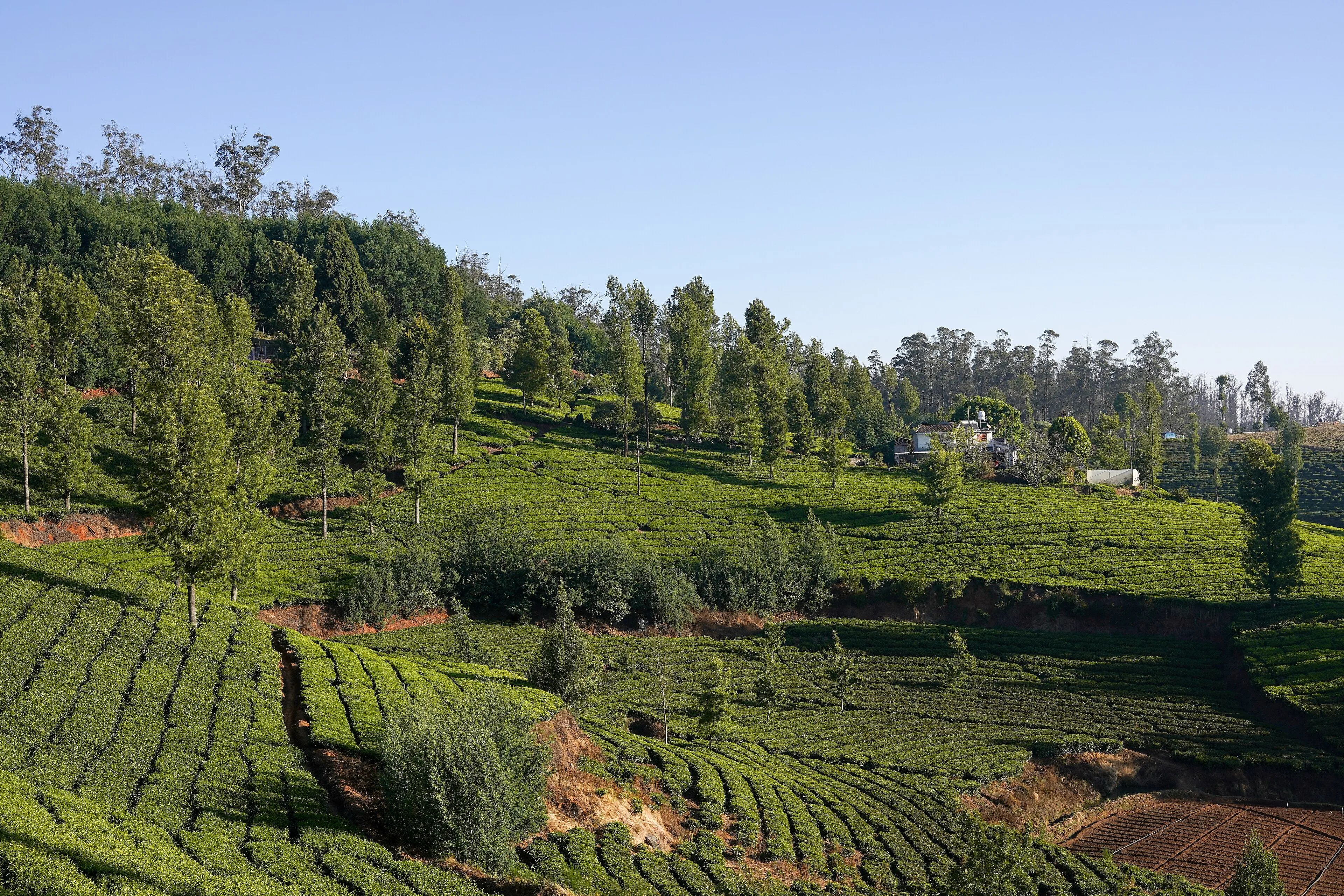 A sightseeing cab on a winding Nilgiri hill road near Ooty