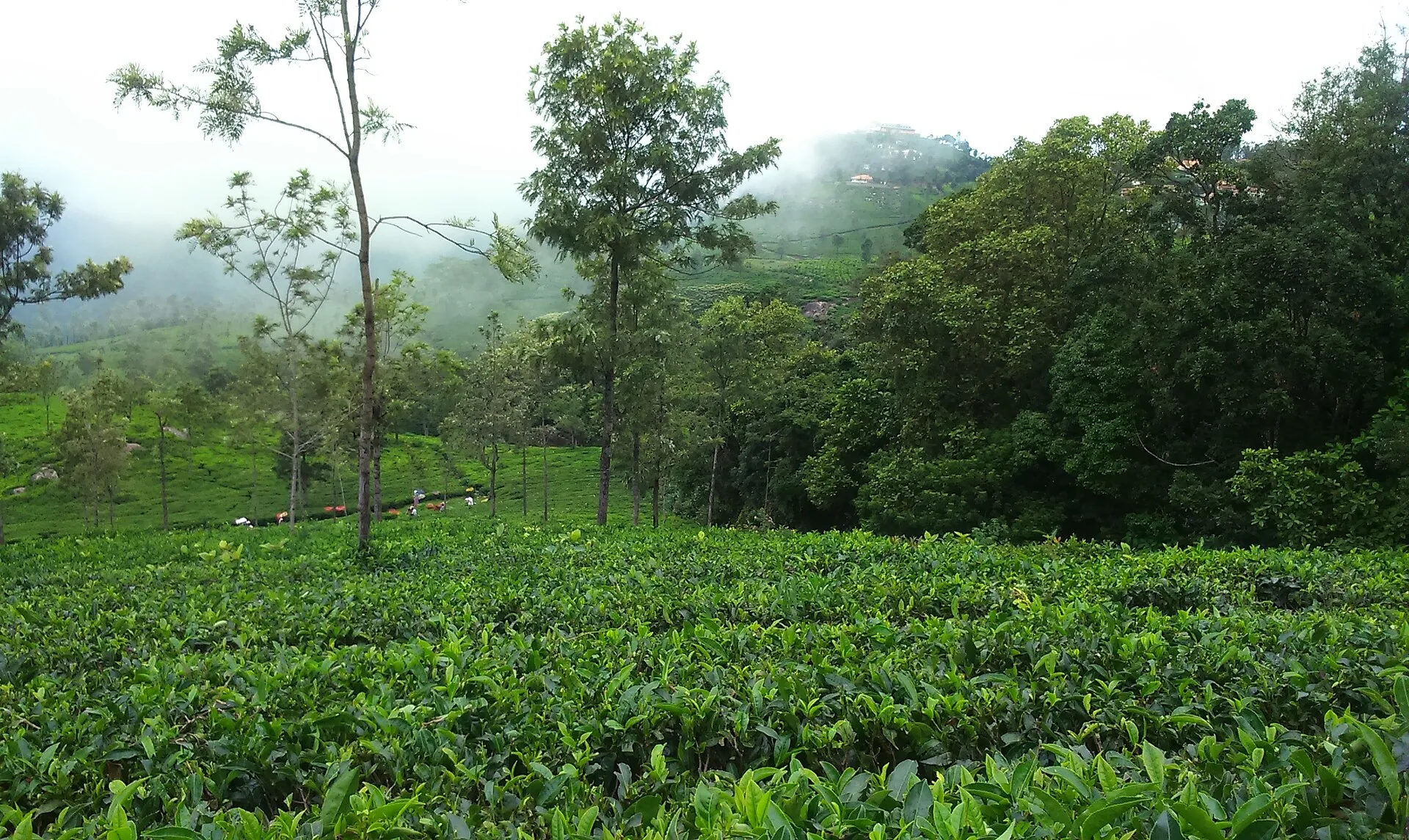 Coonoor Sightseeing Tour by Cab — Coonoor, the Nilgiris