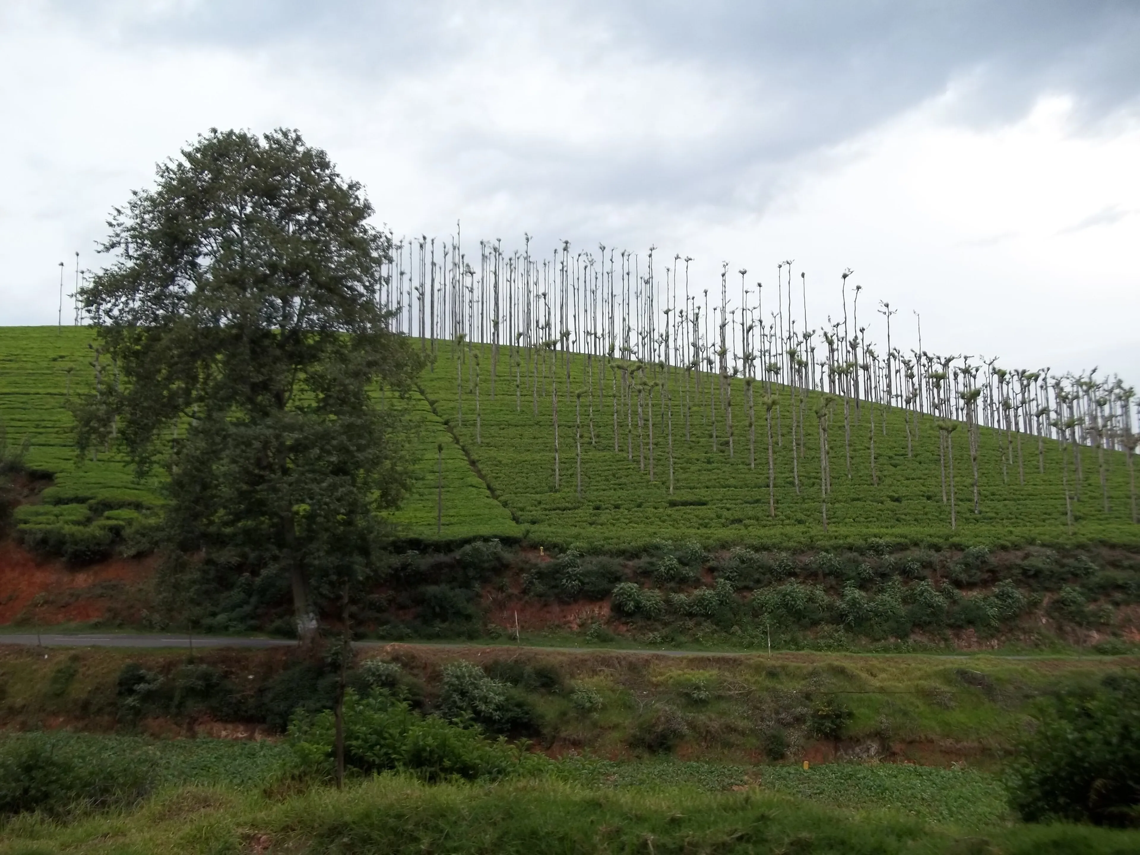 Pine forest road disappearing into Nilgiri mist near Ooty