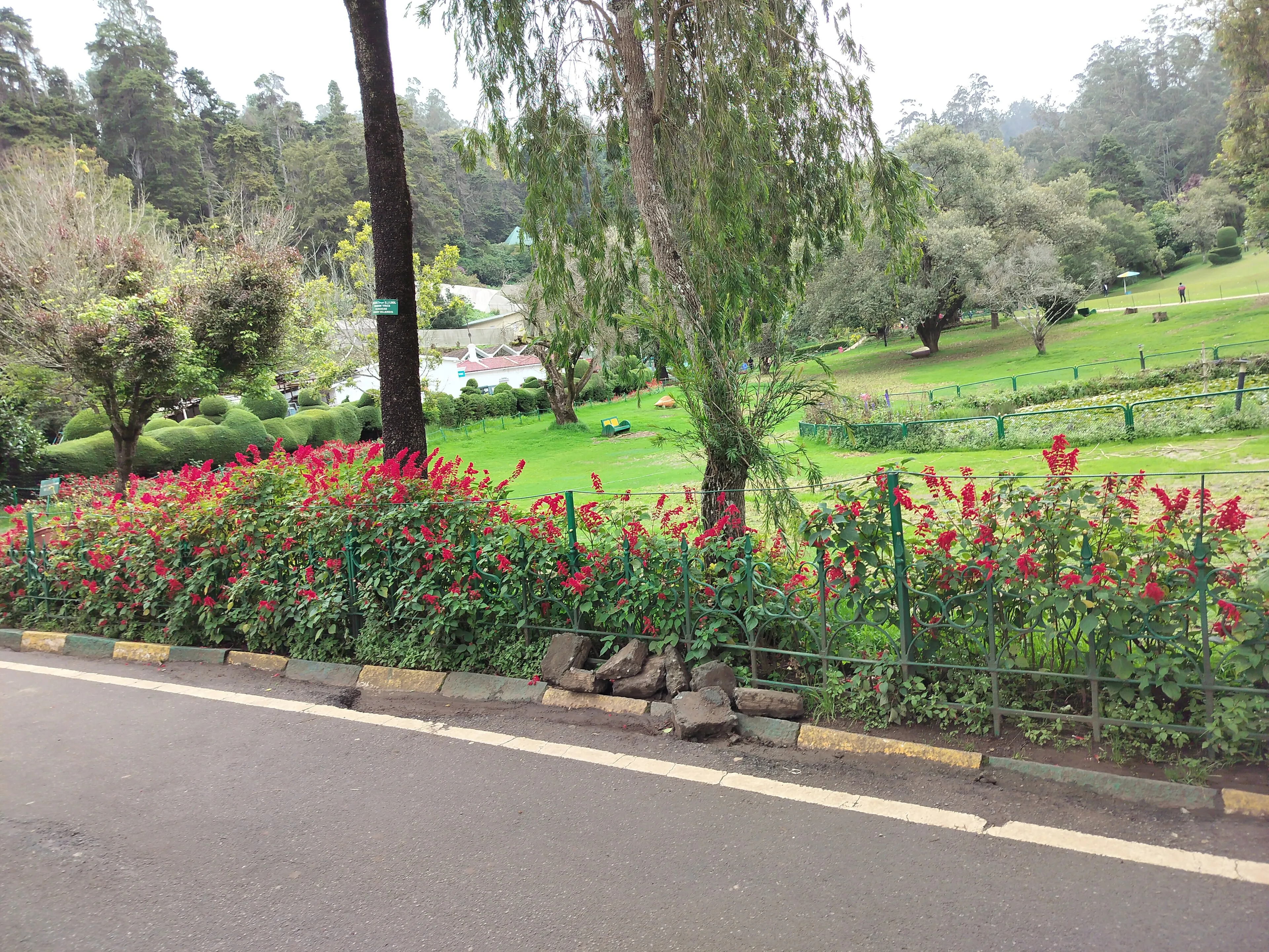 Sweeping view of tea-covered hills in the Nilgiris