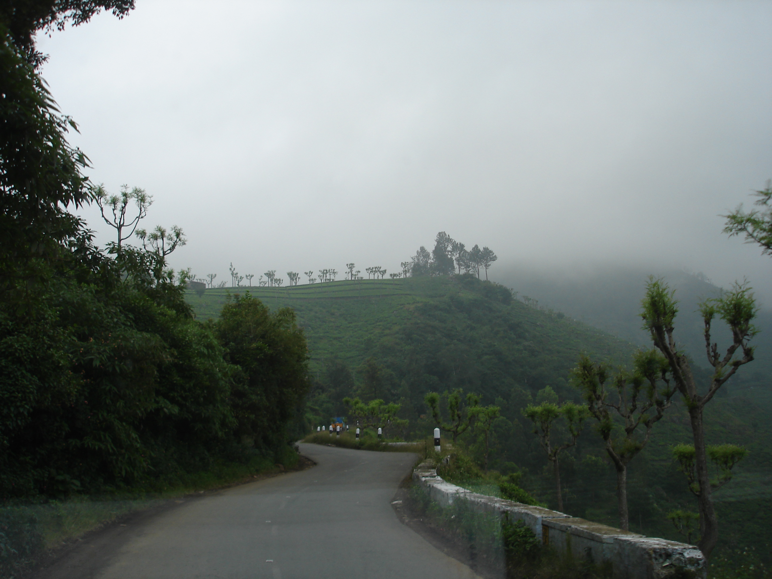Misty pine forest road near Ooty