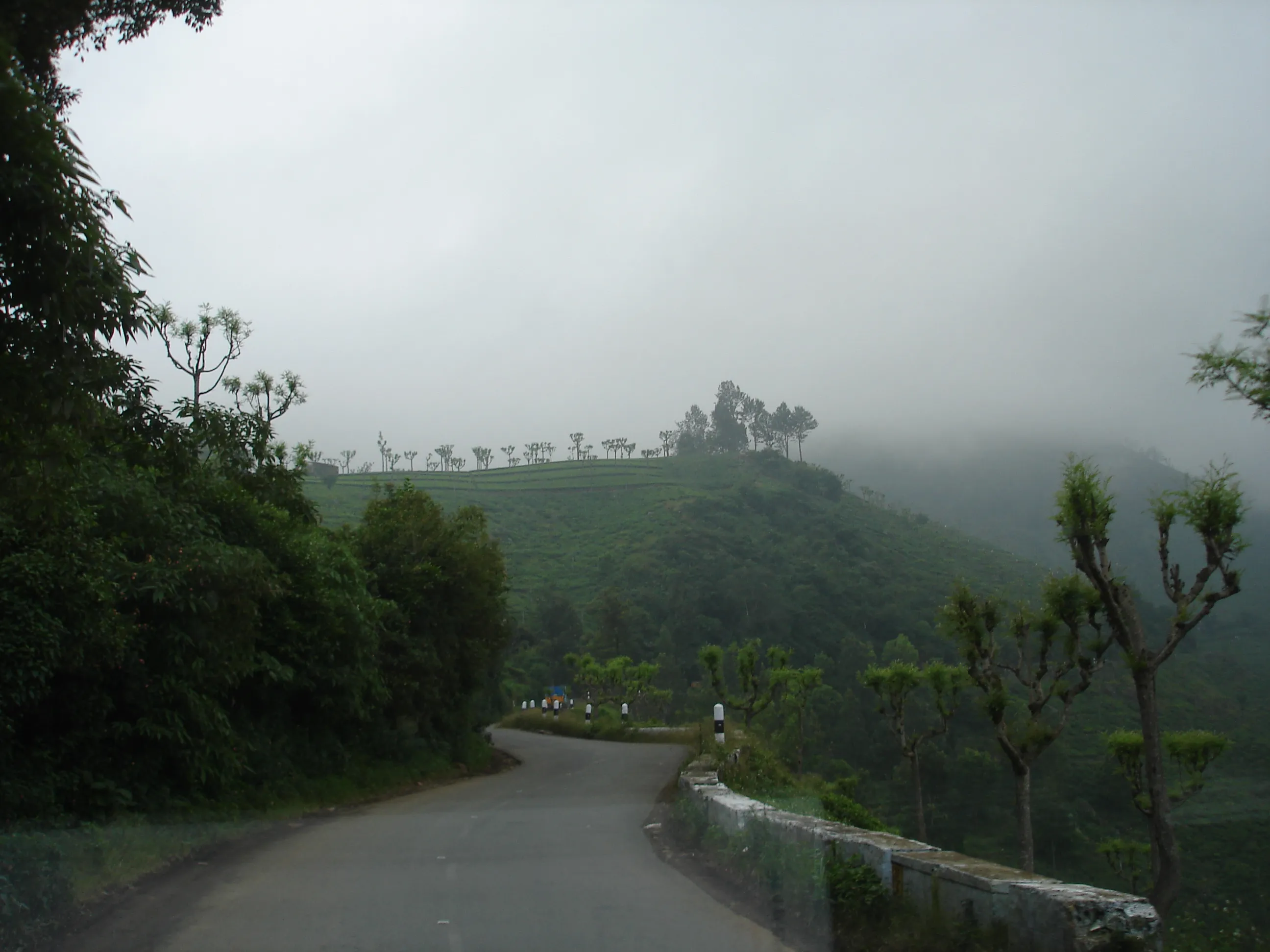 Misty tea gardens and pine hills of Ooty in the Nilgiris