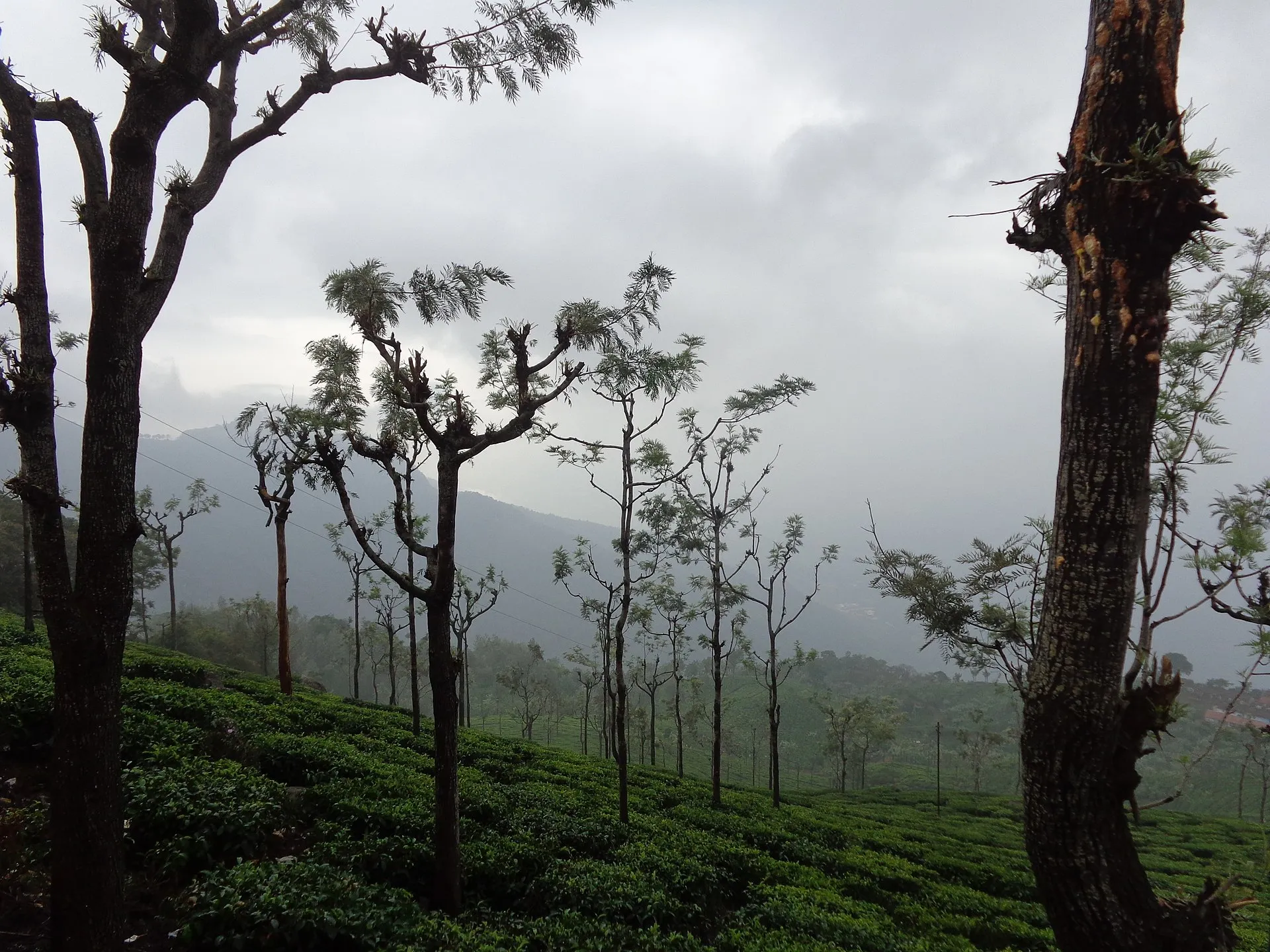 Ooty Honeymoon Tour Package, Ooty
