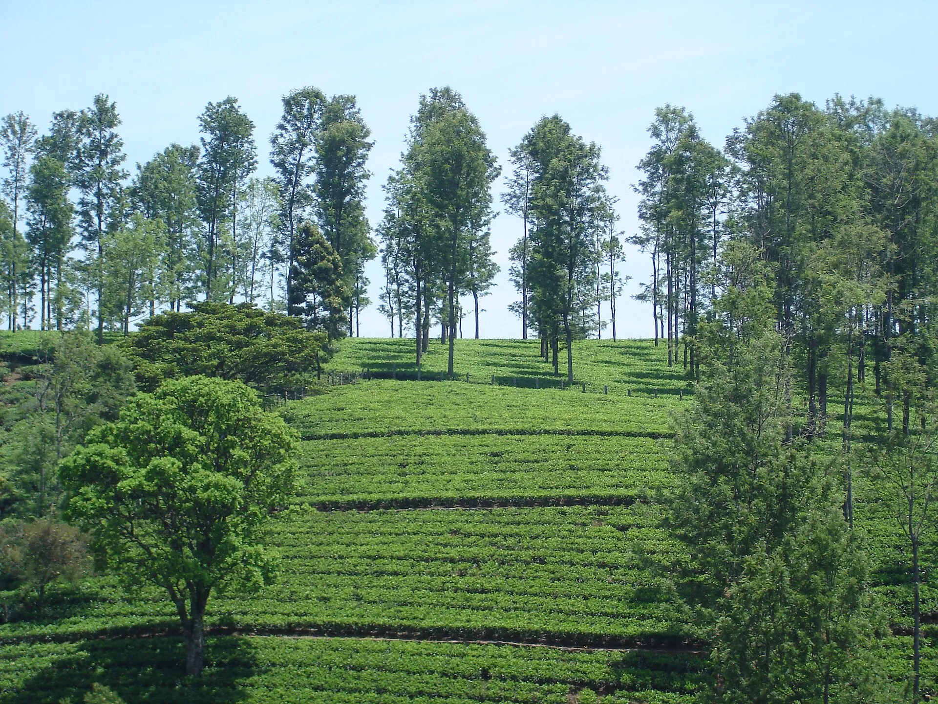 Ooty Sightseeing Tour by Cab — Ooty, the Nilgiris