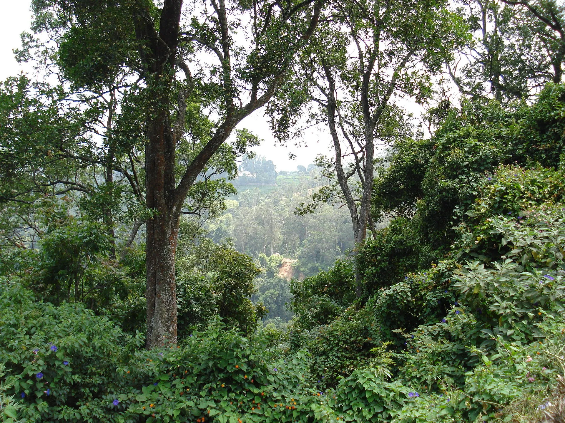 Ooty to Munnar taxi route