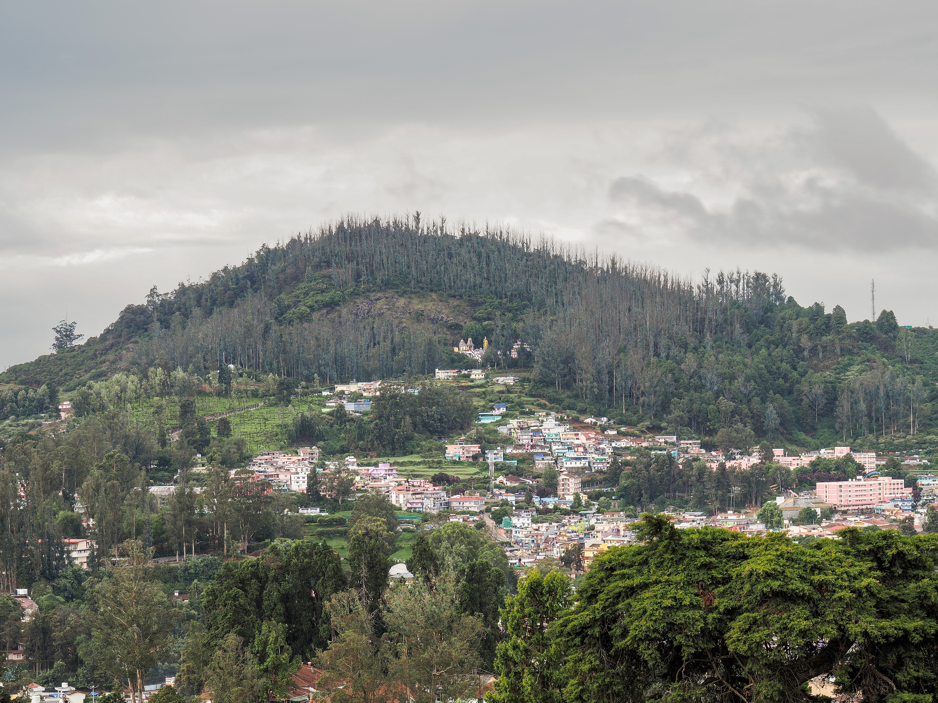 Nilgiri tea gardens on rolling hills