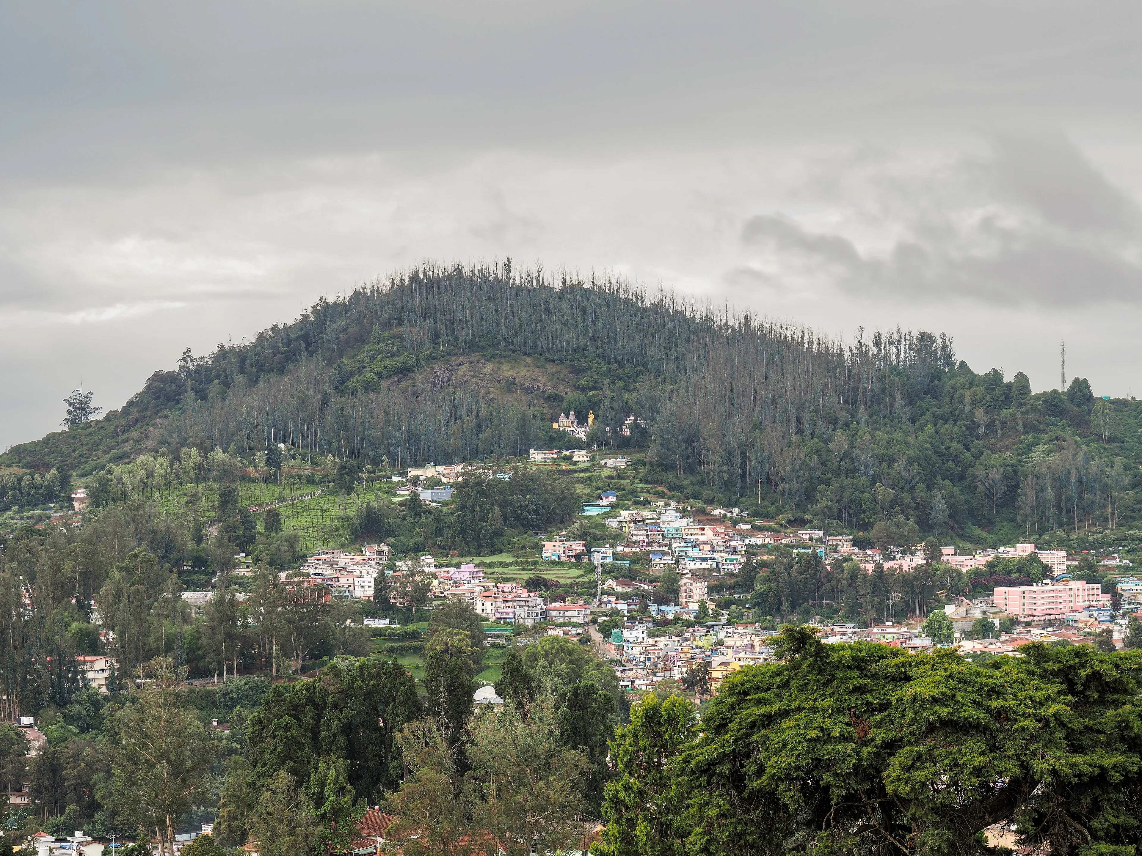 Nilgiri tea gardens on rolling hills