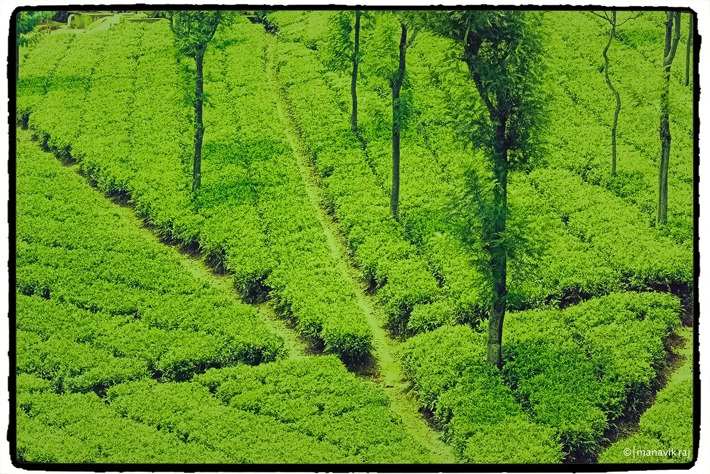 Student & Corporate Group Tours, Ooty
